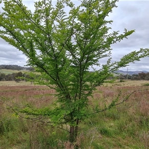 Ulmus parvifolia at Isaacs, ACT - 15 Oct 2024