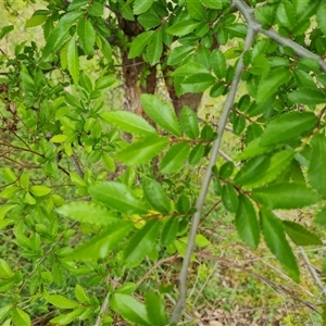 Ulmus parvifolia at Isaacs, ACT - 15 Oct 2024