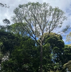 Polyscias murrayi (pencil cedar) at Cordeaux, NSW - 13 Oct 2024 by smudgicus