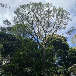 Polyscias murrayi (Pencil Cedar) at Cordeaux, NSW by smudgicus