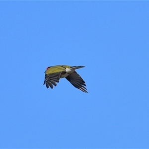 Sphecotheres vieilloti (Australasian Figbird) at Tahmoor, NSW by Freebird