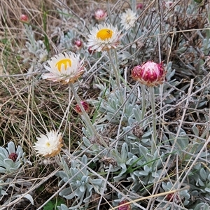 Leucochrysum alpinum at Cotter River, ACT - 14 Oct 2024