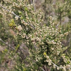 Pomaderris phylicifolia subsp. ericoides at Cotter River, ACT - 14 Oct 2024 by BethanyDunne