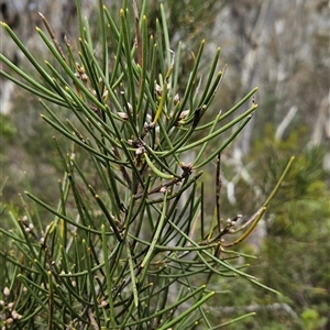 Hakea lissosperma at Cotter River, ACT - 14 Oct 2024 12:41 PM