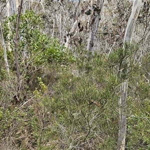 Hakea lissosperma at Cotter River, ACT - 14 Oct 2024 12:41 PM