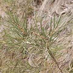 Hakea lissosperma at Cotter River, ACT - 14 Oct 2024 by BethanyDunne