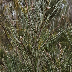 Hakea lissosperma at Brindabella, ACT - 14 Oct 2024 by BethanyDunne