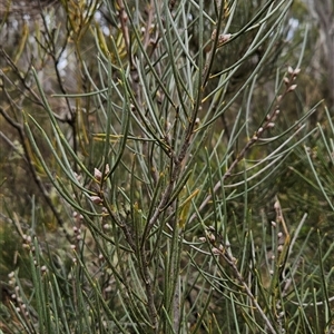 Hakea lissosperma at Brindabella, ACT - 14 Oct 2024