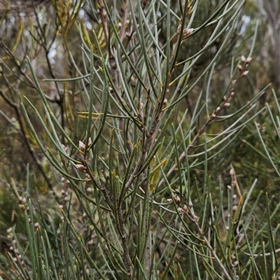 Hakea lissosperma at Brindabella, ACT - 14 Oct 2024 by BethanyDunne