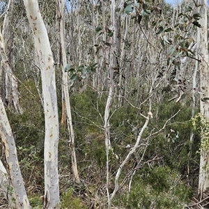 Hakea lissosperma at Brindabella, ACT - 14 Oct 2024