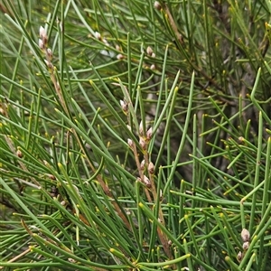 Hakea lissosperma at Bimberi, NSW - 14 Oct 2024 12:04 PM