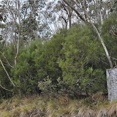 Hakea lissosperma at Bimberi, NSW - 14 Oct 2024