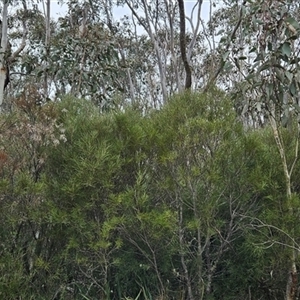 Hakea lissosperma at Bimberi, NSW - 14 Oct 2024 12:04 PM