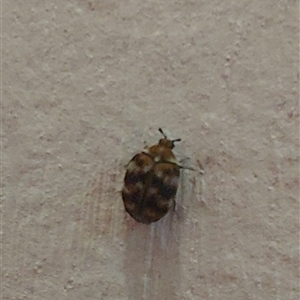 Anthrenus verbasci (Varied or Variegated Carpet Beetle) at Kambah, ACT by GirtsO