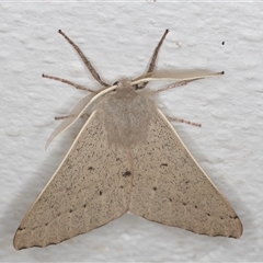 Arhodia lasiocamparia (Pink Arhodia (Oenochrominae)) at Melba, ACT - 14 Oct 2024 by kasiaaus