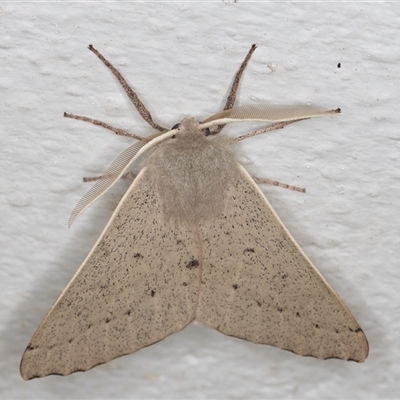 Arhodia lasiocamparia (Pink Arhodia (Oenochrominae)) at Melba, ACT - 14 Oct 2024 by kasiaaus