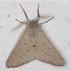 Arhodia lasiocamparia at Melba, ACT - 14 Oct 2024 11:05 PM