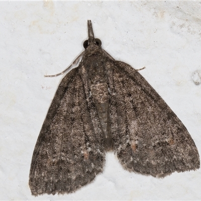 Microdes squamulata (Dark-grey Carpet) at Melba, ACT - 14 Oct 2024 by kasiaaus