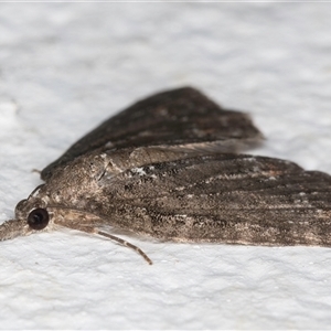 Microdes squamulata at Melba, ACT - 14 Oct 2024