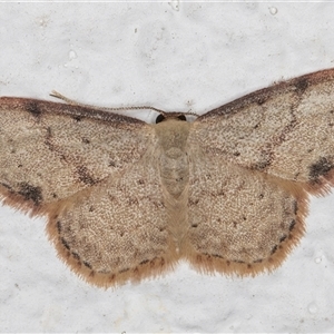 Idaea halmaea (Two-spotted Wave) at Melba, ACT by kasiaaus