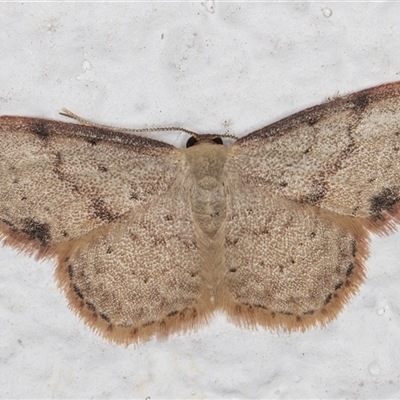 Idaea halmaea (Two-spotted Wave) at Melba, ACT - 14 Oct 2024 by kasiaaus