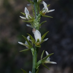 Unidentified Orchid at Cowra, NSW - 3 Oct 2024 by RobG1