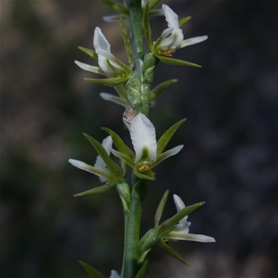 Unidentified Orchid at Cowra, NSW - 3 Oct 2024 by RobG1