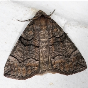 Dysbatus (genus) at Melba, ACT - 13 Oct 2024