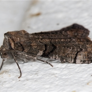 Dysbatus (genus) at Melba, ACT - 13 Oct 2024