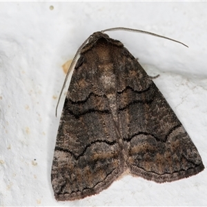 Dysbatus (genus) at Melba, ACT - 13 Oct 2024