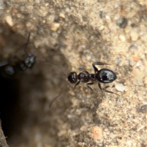 Formicidae (family) at Russell, ACT by Hejor1