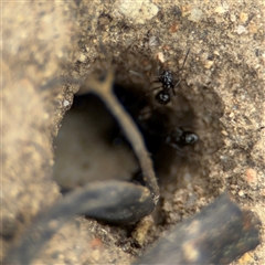 Prolasius sp (genus) at Russell, ACT - 14 Oct 2024 12:38 PM