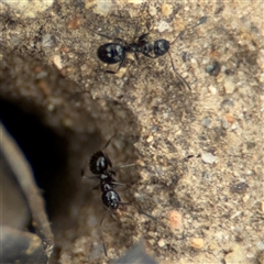 Prolasius sp (genus) at Russell, ACT - 14 Oct 2024 12:38 PM