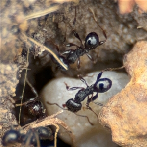 Pheidole sp. (genus) at Russell, ACT - 14 Oct 2024