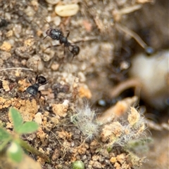 Pheidole sp. (genus) at Russell, ACT - 14 Oct 2024