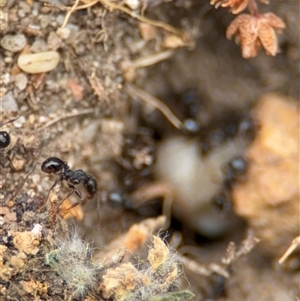 Pheidole sp. (genus) at Russell, ACT - 14 Oct 2024