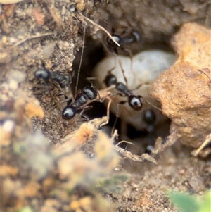 Pheidole sp. (genus) at Russell, ACT - 14 Oct 2024