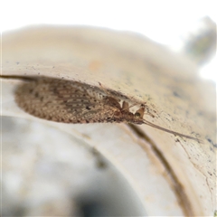 Micromus tasmaniae (Tasmanian Brown Lacewing) at Russell, ACT - 14 Oct 2024 by Hejor1