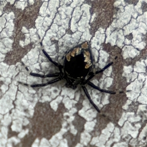 Euryopis splendens (Splendid tick spider) at Barton, ACT by Hejor1