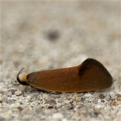 Delexocha ochrocausta (A concealer moth) at Parkes, ACT - 14 Oct 2024 by Hejor1