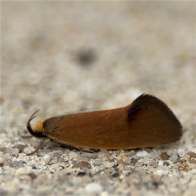 Delexocha ochrocausta (A concealer moth) at Parkes, ACT - 14 Oct 2024 by Hejor1