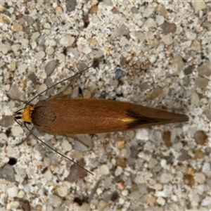 Delexocha ochrocausta at Parkes, ACT - 14 Oct 2024 12:35 PM