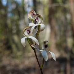 Caladenia cucullata (Lemon Caps) at Cowra, NSW - 3 Oct 2024 by RobG1