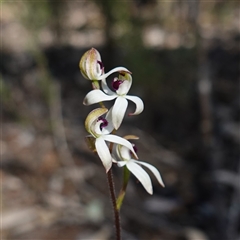 Caladenia cucullata at Cowra, NSW - suppressed