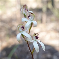 Caladenia cucullata at Cowra, NSW - 3 Oct 2024