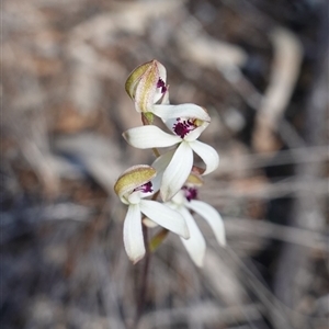 Caladenia cucullata at Cowra, NSW - suppressed