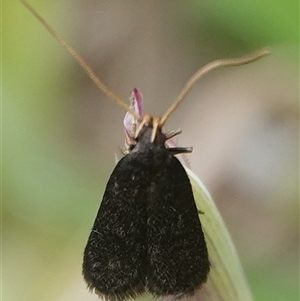 Lecithocera terrigena (Lecithocera terrigena) at Hall, ACT by Anna123