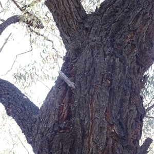 Apis mellifera at Bumbaldry, NSW - 3 Oct 2024