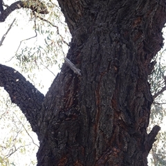 Apis mellifera at Bumbaldry, NSW - 3 Oct 2024