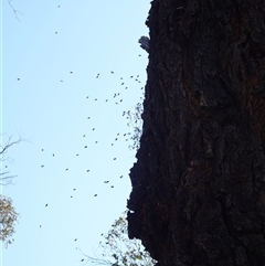 Apis mellifera at Bumbaldry, NSW - 3 Oct 2024